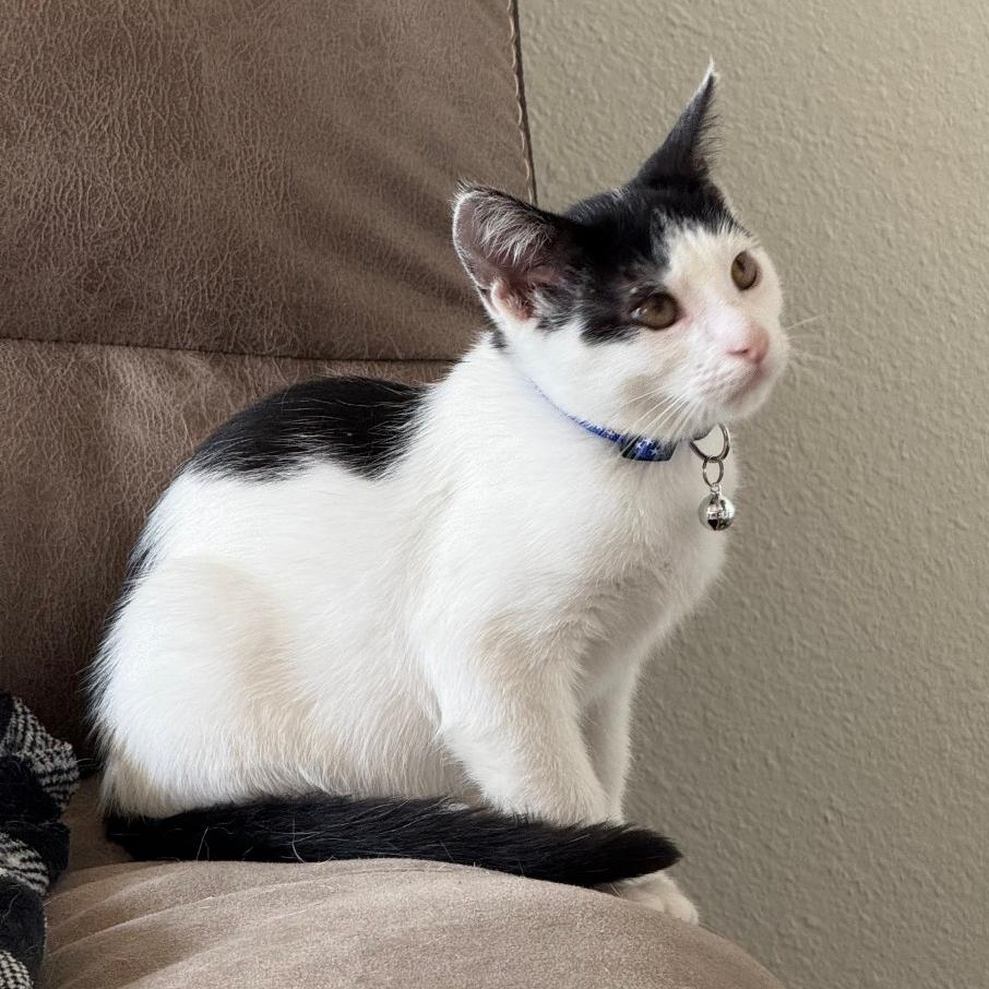 CADENCE, a Adoptable Domestic Short Hair in Ontario, CA image 2/4