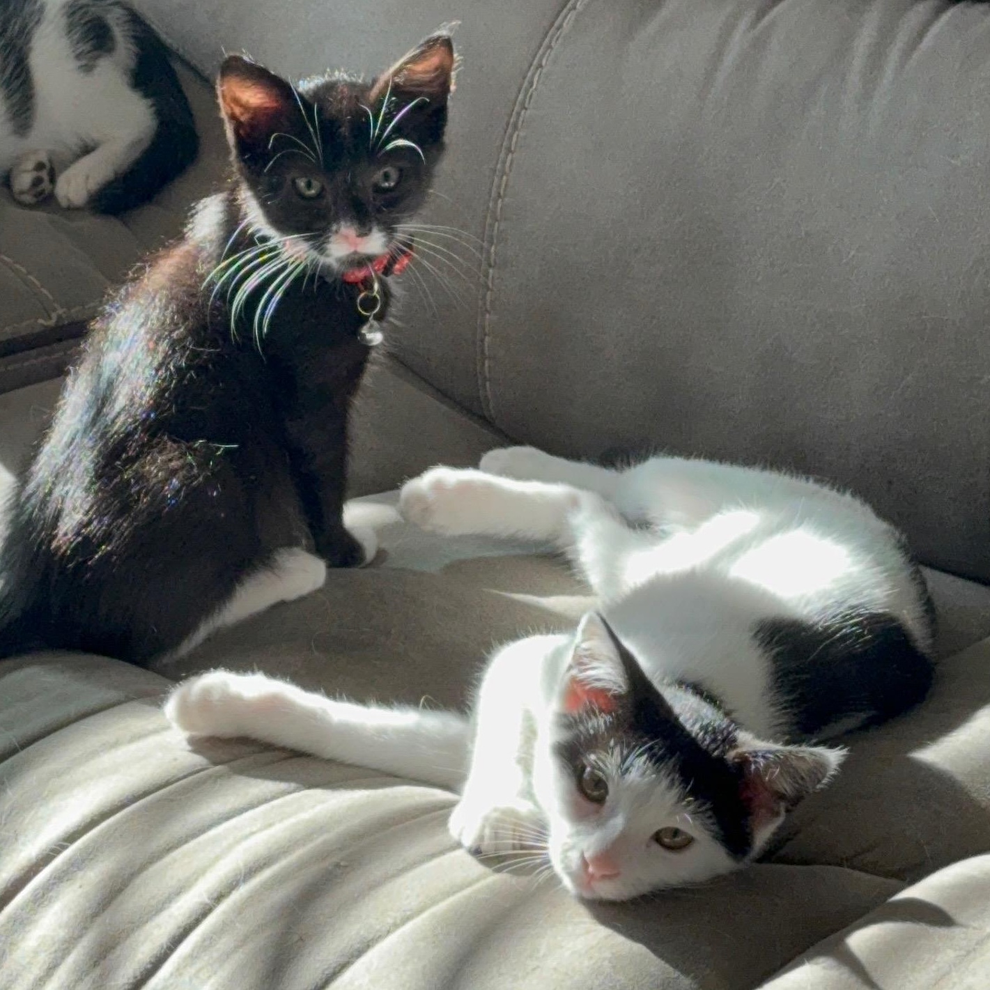 CADIE — thumbnail 3