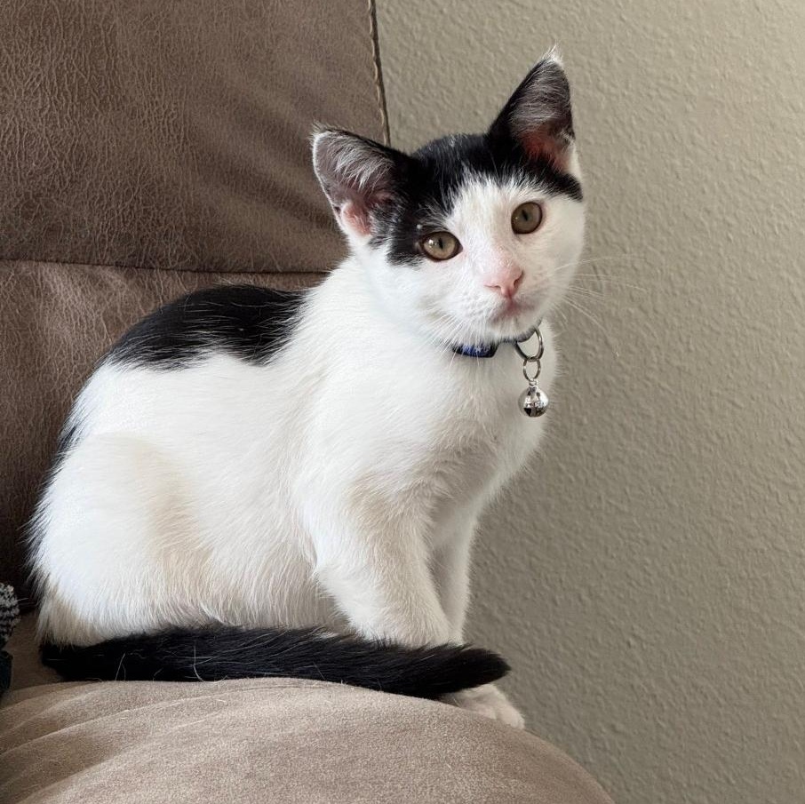 CADENCE, a Adoptable Domestic Short Hair in Ontario, CA image 4/4