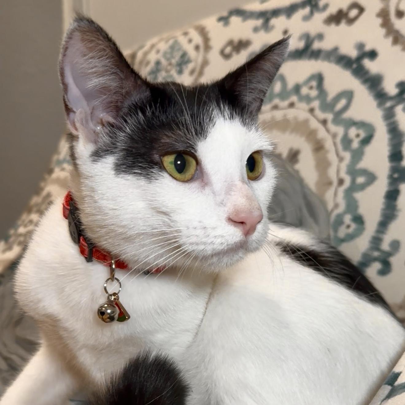 Enlarge CADIE, a Adoptable Domestic Short Hair in Ontario, CA image 3/5