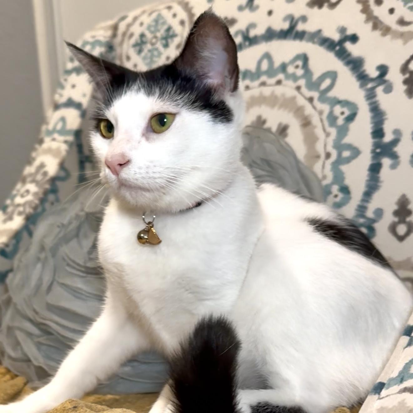 Enlarge CADIE, a Adoptable Domestic Short Hair in Ontario, CA image 1/5