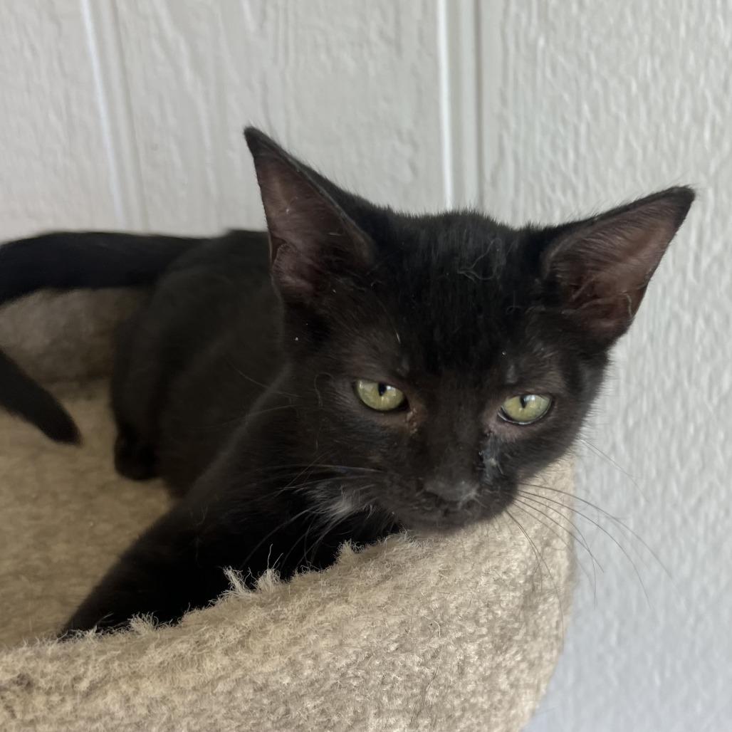 Smudge, Adoptable, Kitten Male Domestic Short Hair.