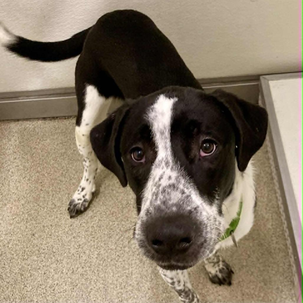 Enlarge Scooby, a Adoptable mixed breed in Ballston Spa, NY image 1/1