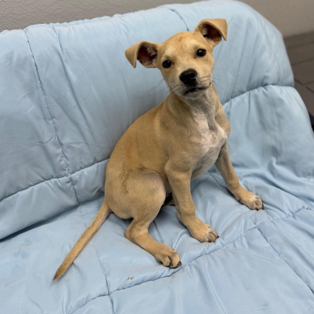 Beau, adopted, Puppy Male Chihuahua & Terrier.