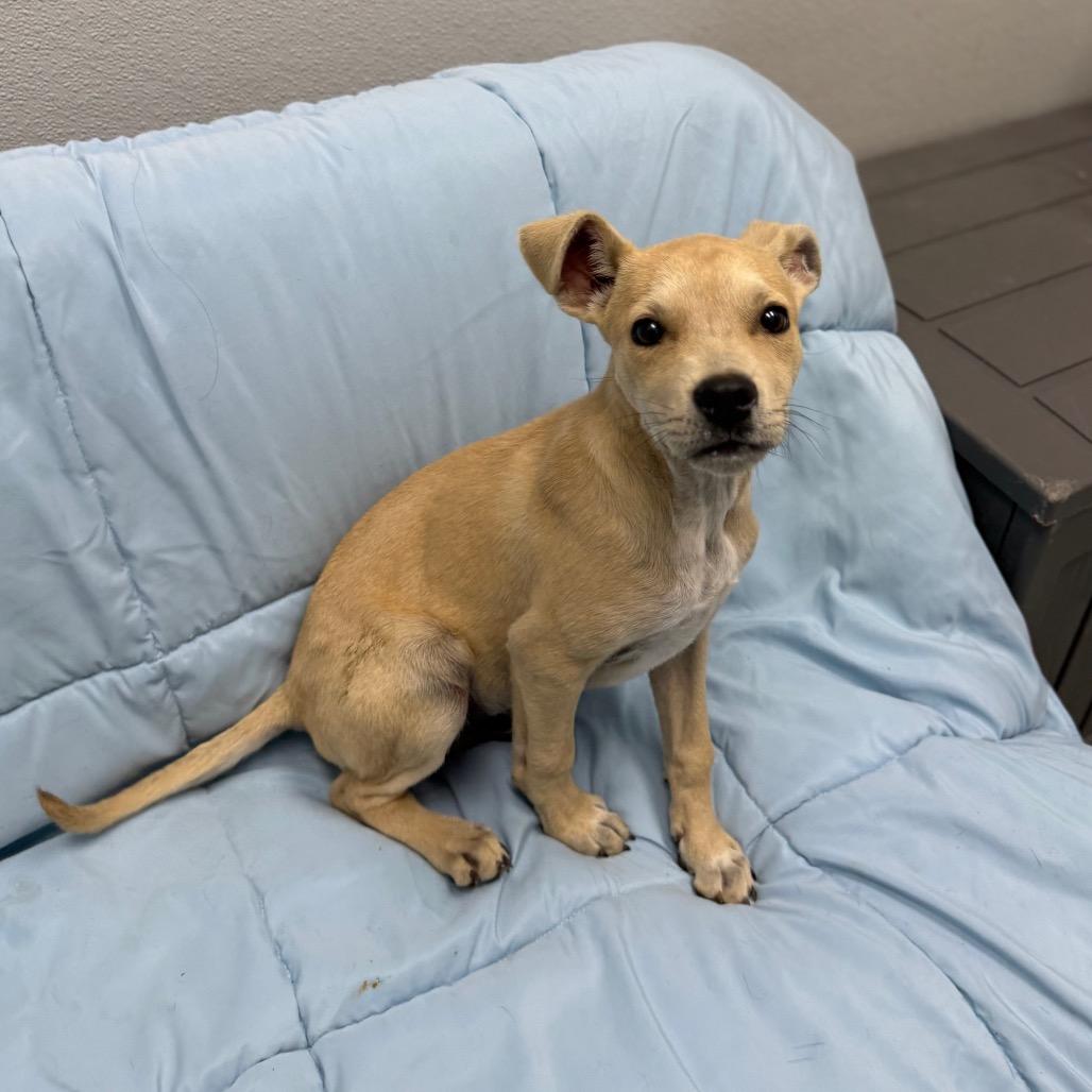 Enlarge Beau, an adopted mixed breed in Monticello, IA image 2/6