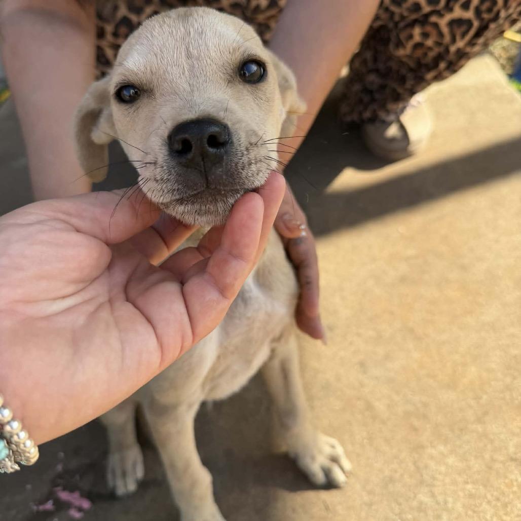 Enlarge Beau, an adopted mixed breed in Monticello, IA image 5/6