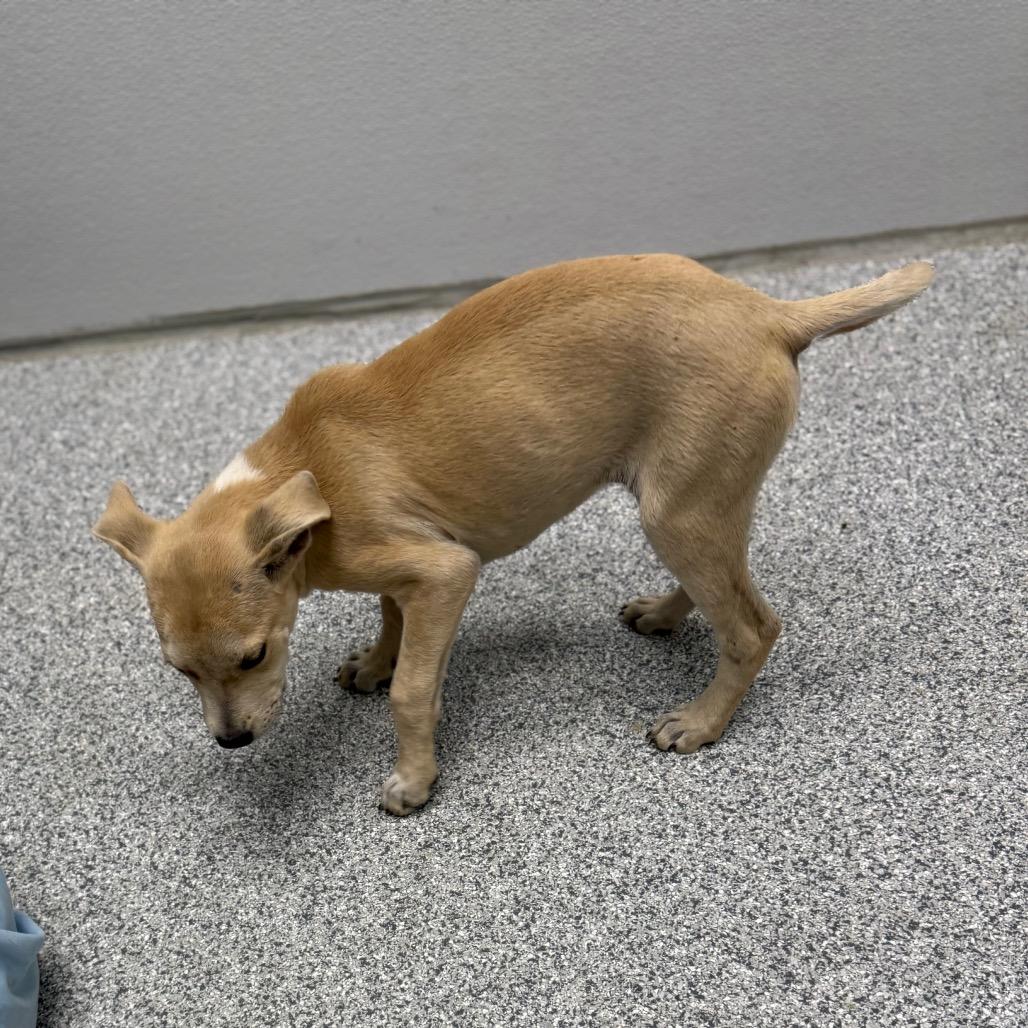 Enlarge Beau, an adopted mixed breed in Monticello, IA image 3/6