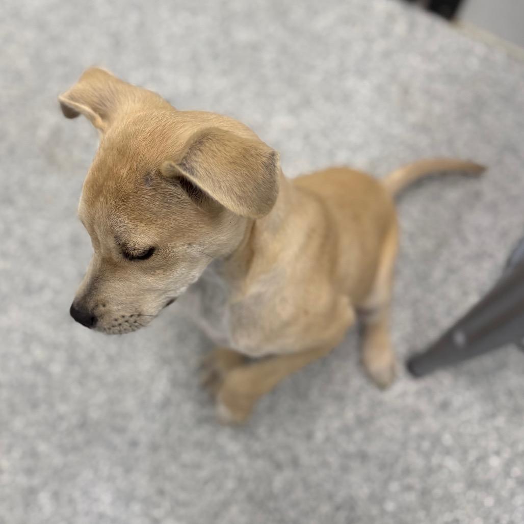 Enlarge Beau, an adopted mixed breed in Monticello, IA image 6/6