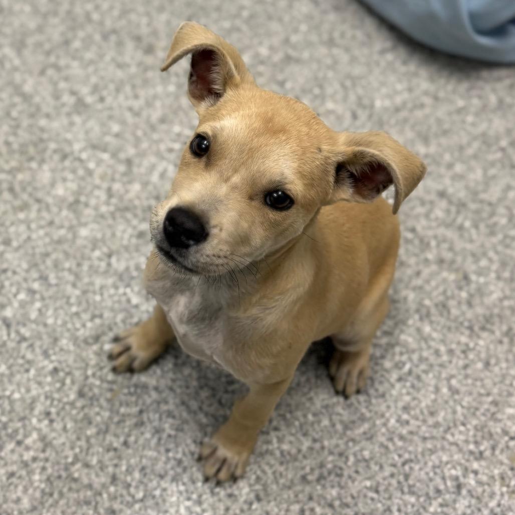 Enlarge Beau, an adopted mixed breed in Monticello, IA image 4/6