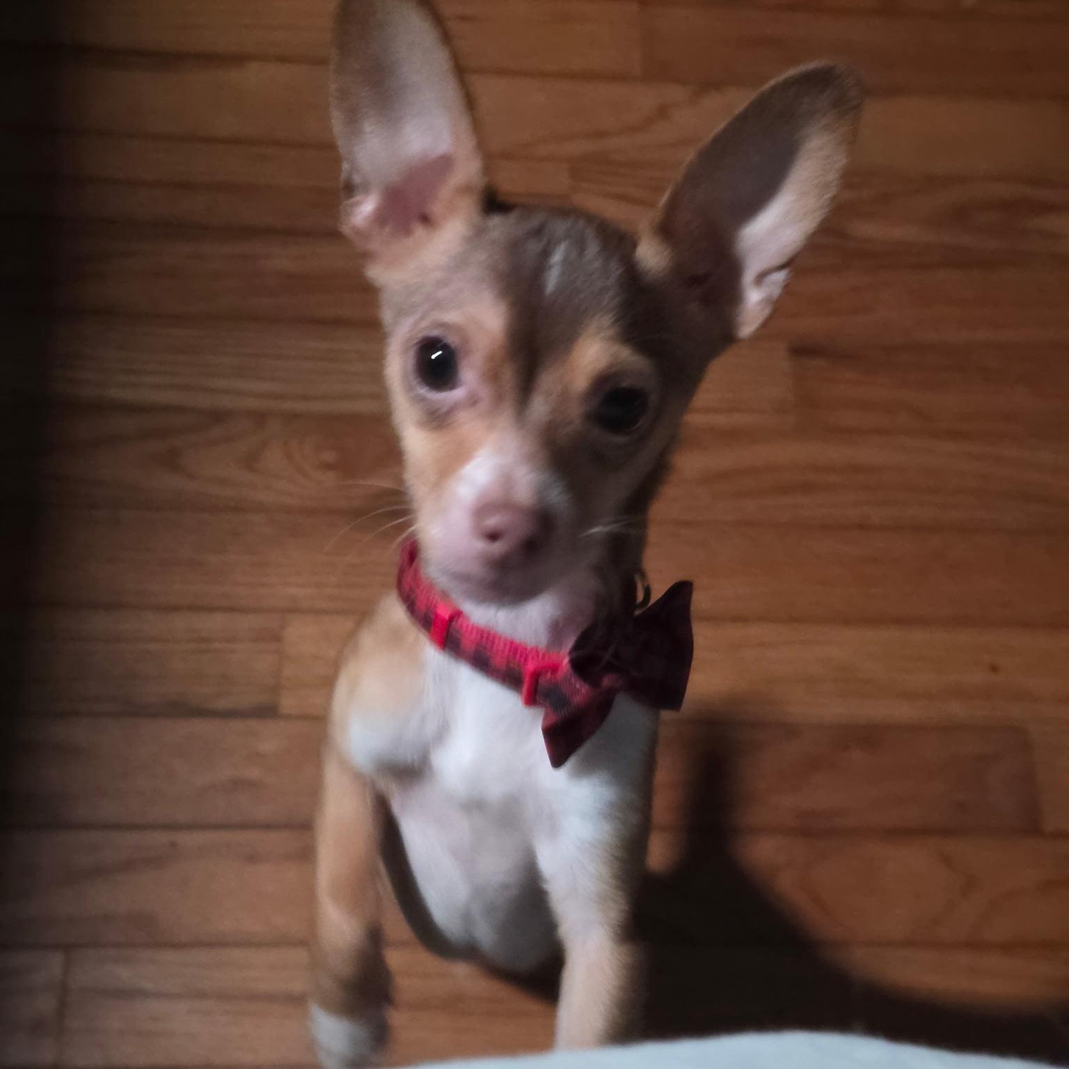 Enlarge Jumping Bean , a ADOPTABLE Chihuahua in Anderson, SC image 1/3