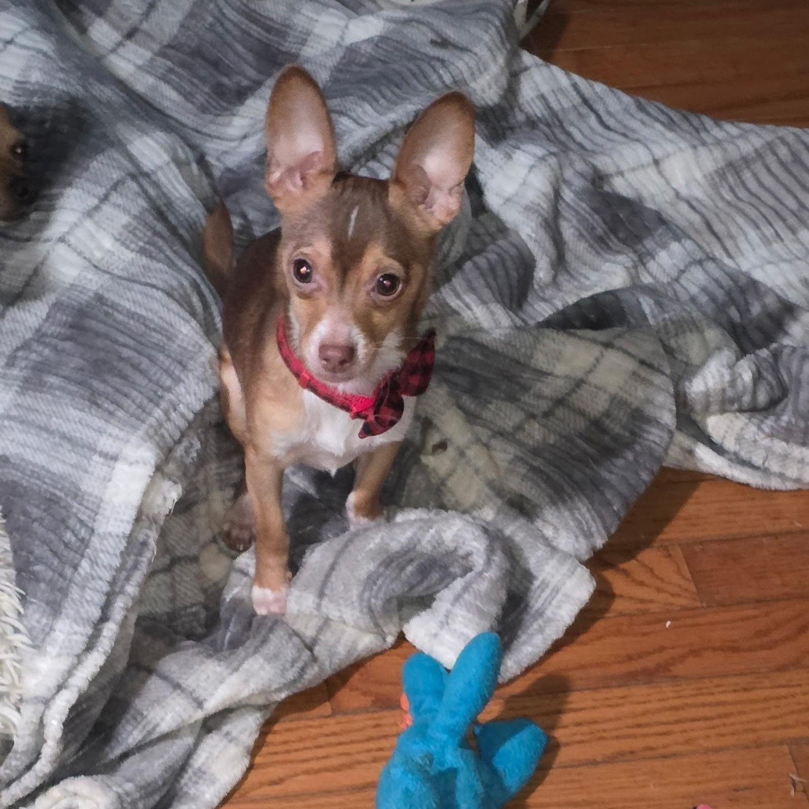 Enlarge Jumping Bean , a ADOPTABLE Chihuahua in Anderson, SC image 2/3