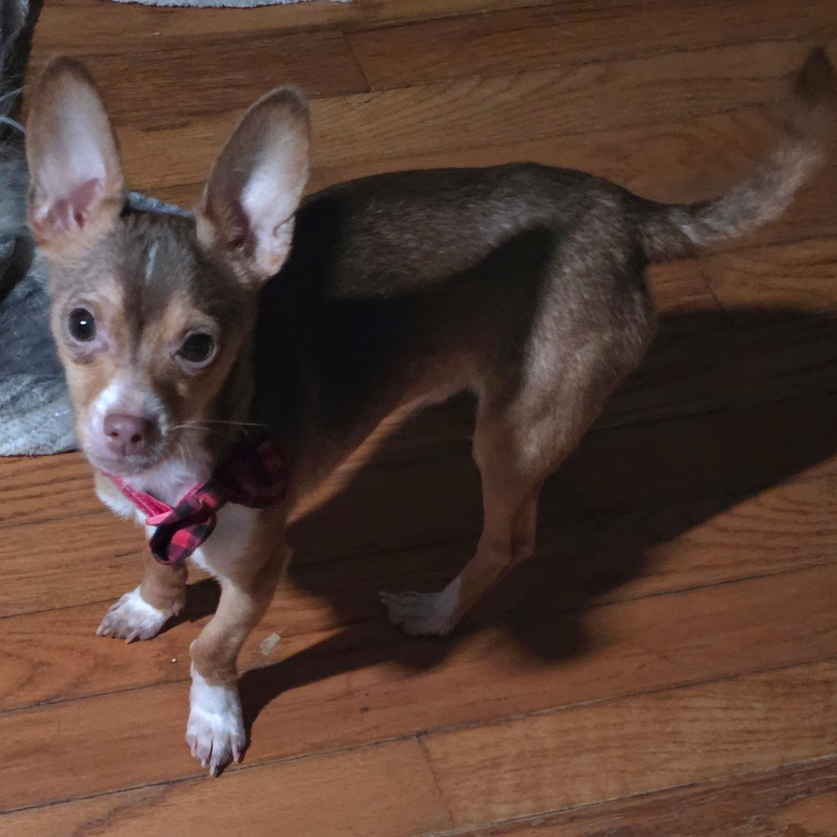 Jumping Bean , ADOPTABLE, Young Male Chihuahua.