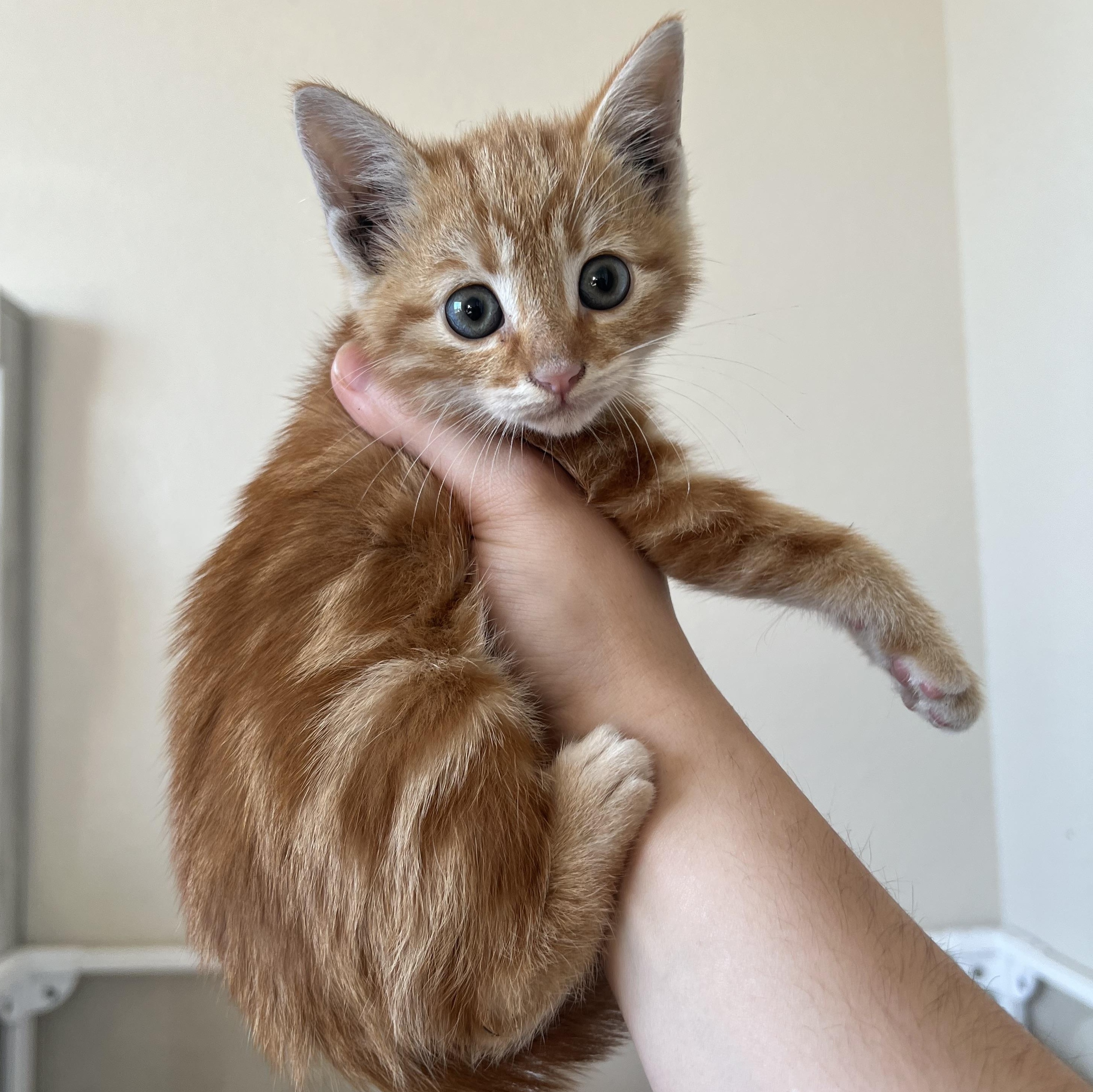 Asiago, ADOPTABLE, Kitten Male Domestic Short Hair.