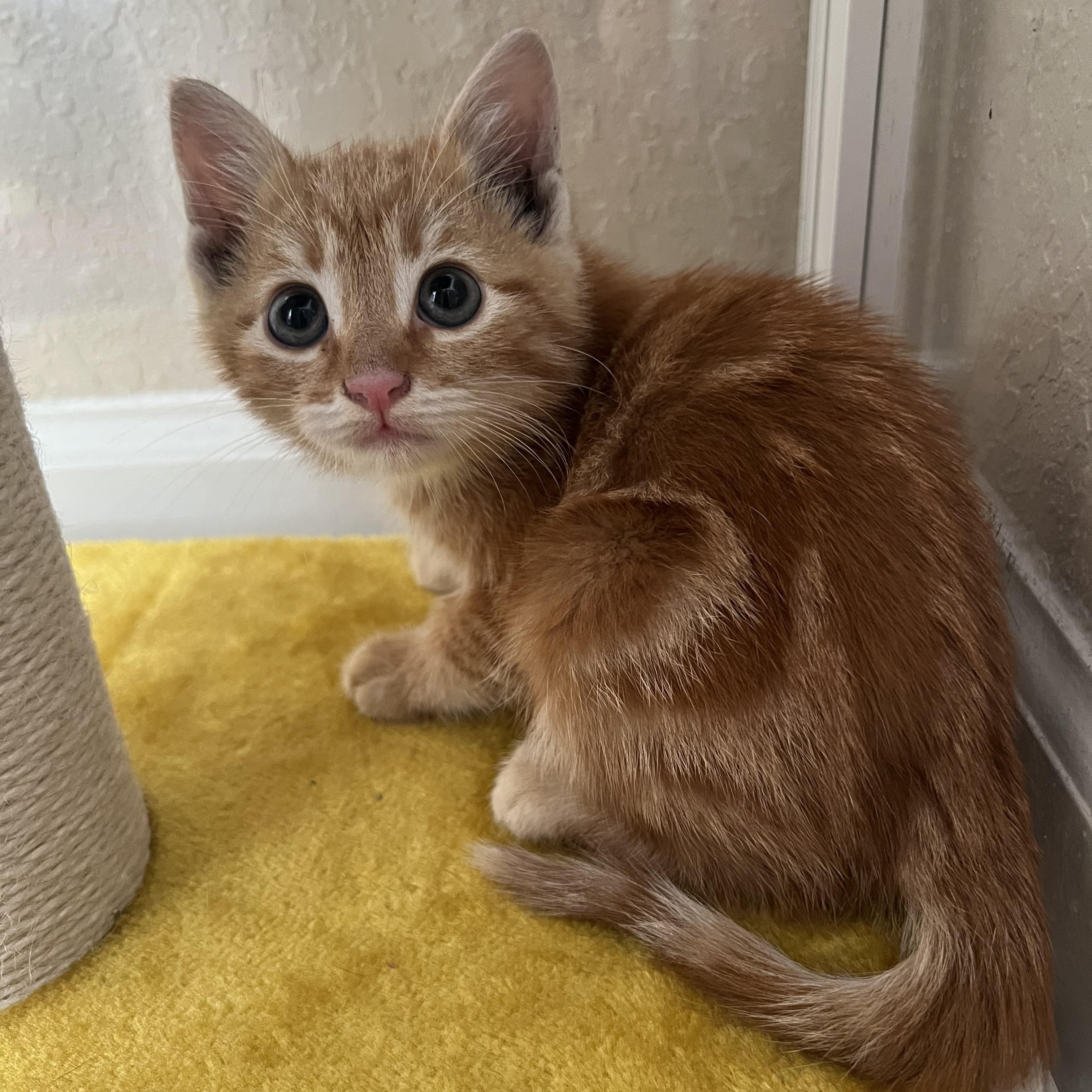 Enlarge Asiago, a ADOPTABLE Domestic Short Hair in jacksonville, FL image 3/3