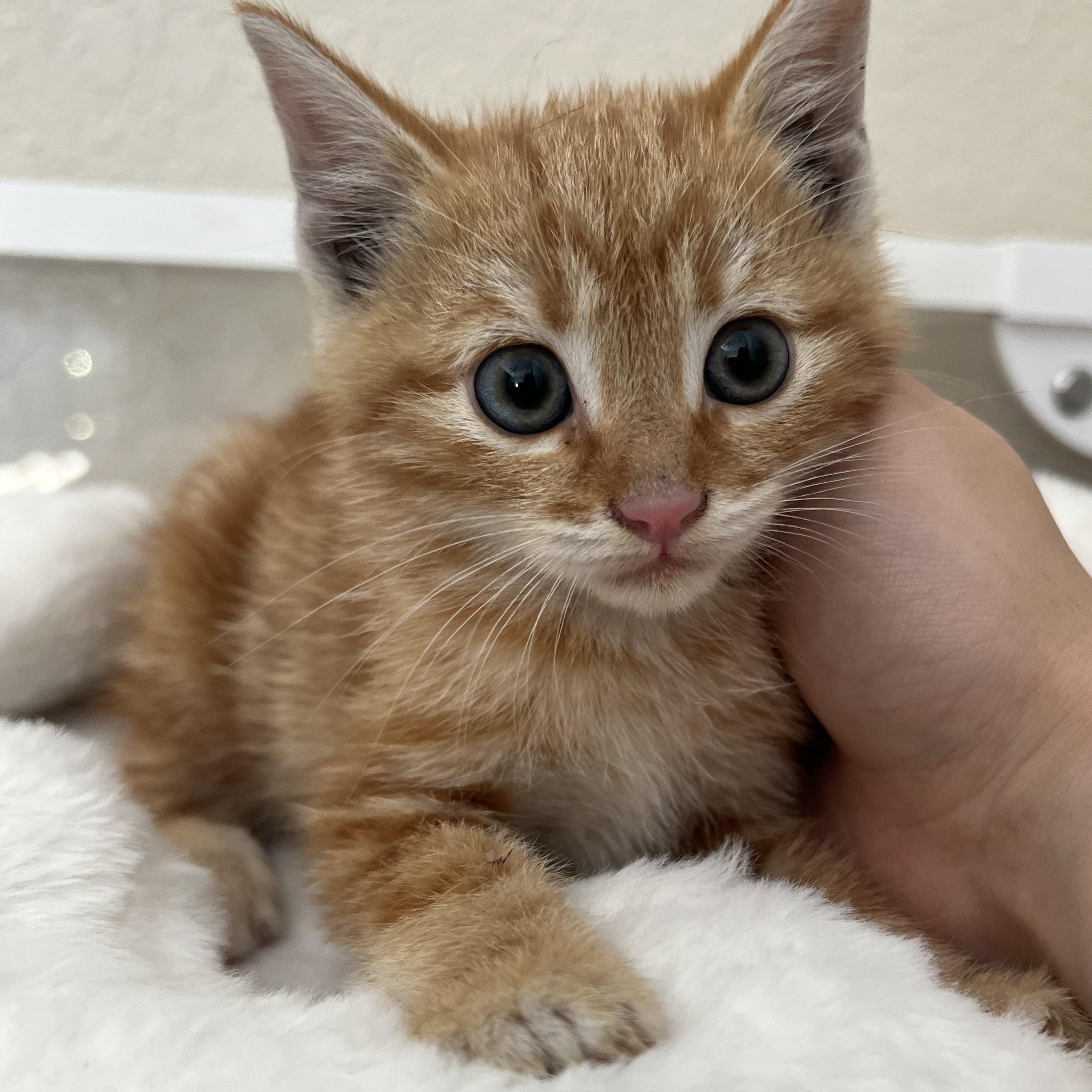 Enlarge Asiago, a ADOPTABLE Domestic Short Hair in jacksonville, FL image 2/3