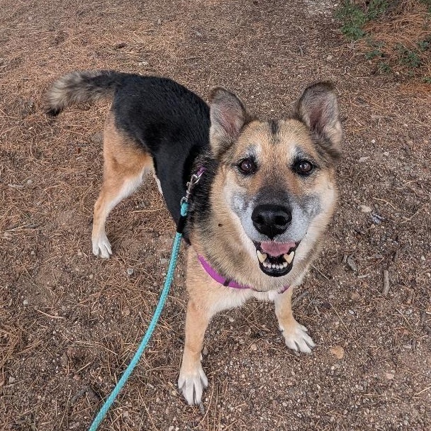 Bella in New Mexico, ADOPTABLE, Senior Female German Shepherd Dog.