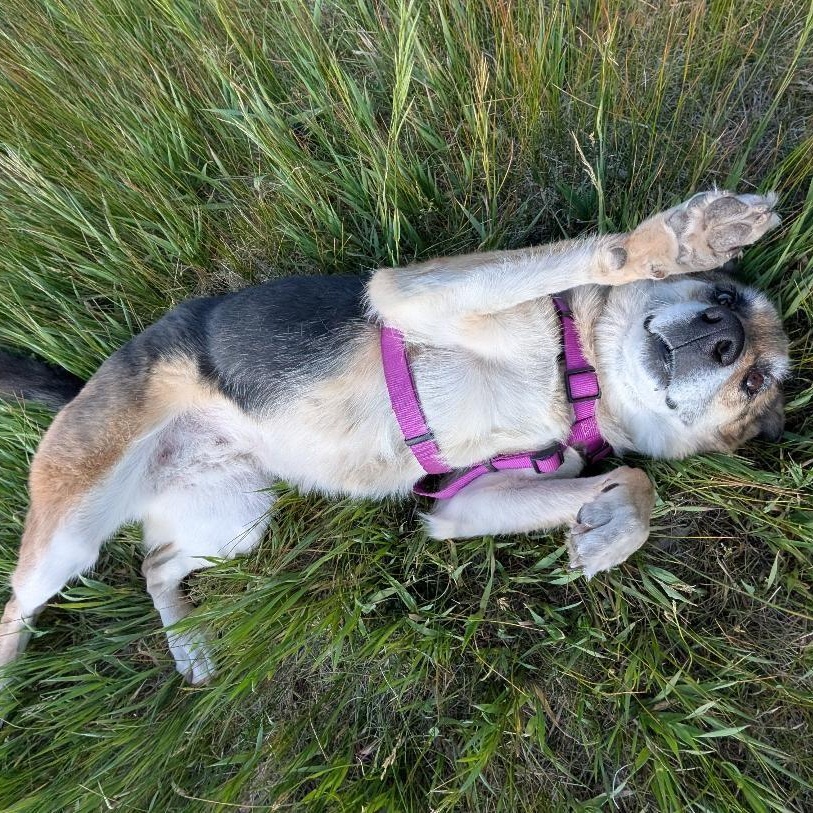 Bella in New Mexico, a ADOPTABLE mixed breed in Boulder, CO image 2/6