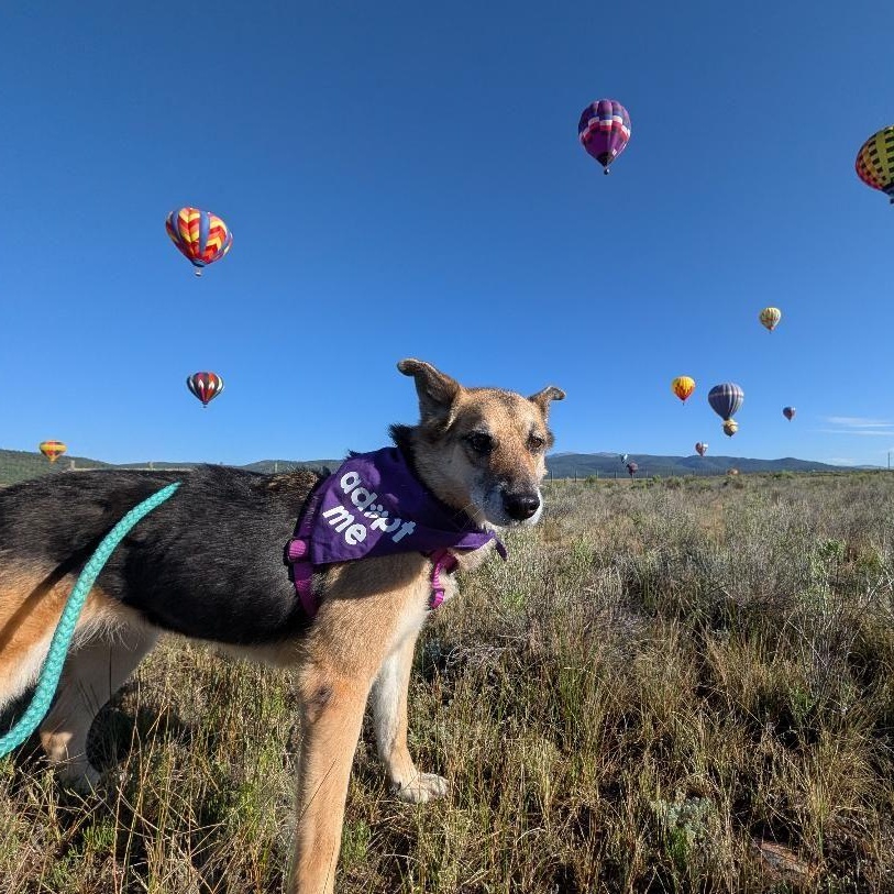 Bella in New Mexico, a ADOPTABLE mixed breed in Boulder, CO image 3/6