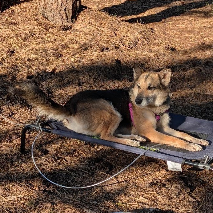 Bella in New Mexico, a ADOPTABLE mixed breed in Boulder, CO image 4/6
