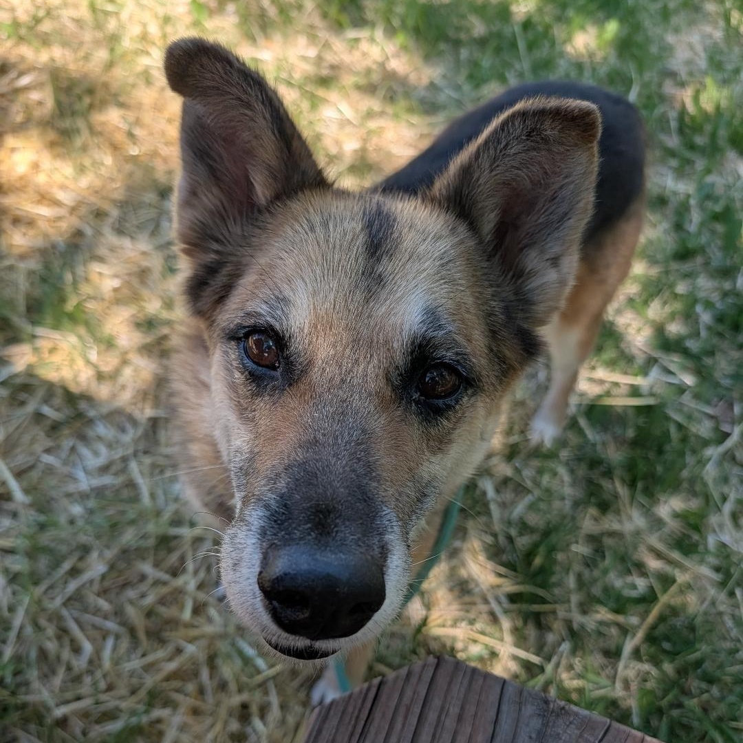 Bella in New Mexico, a ADOPTABLE mixed breed in Boulder, CO image 5/6