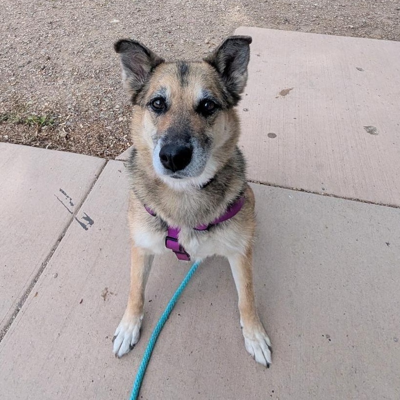 Bella in New Mexico, a ADOPTABLE mixed breed in Boulder, CO image 6/6