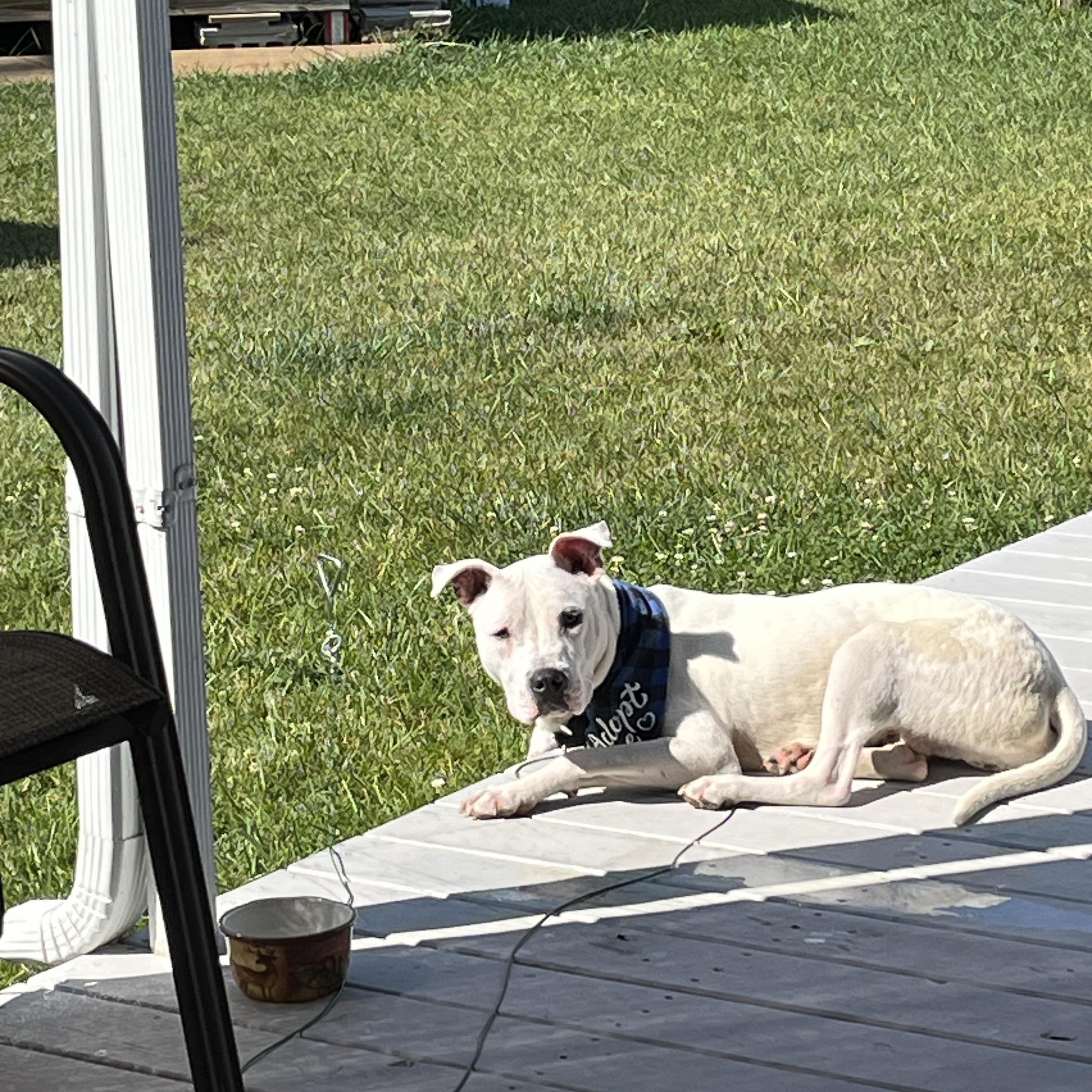 Enlarge Somali , a Adoptable mixed breed in Toledo, OH image 5/5