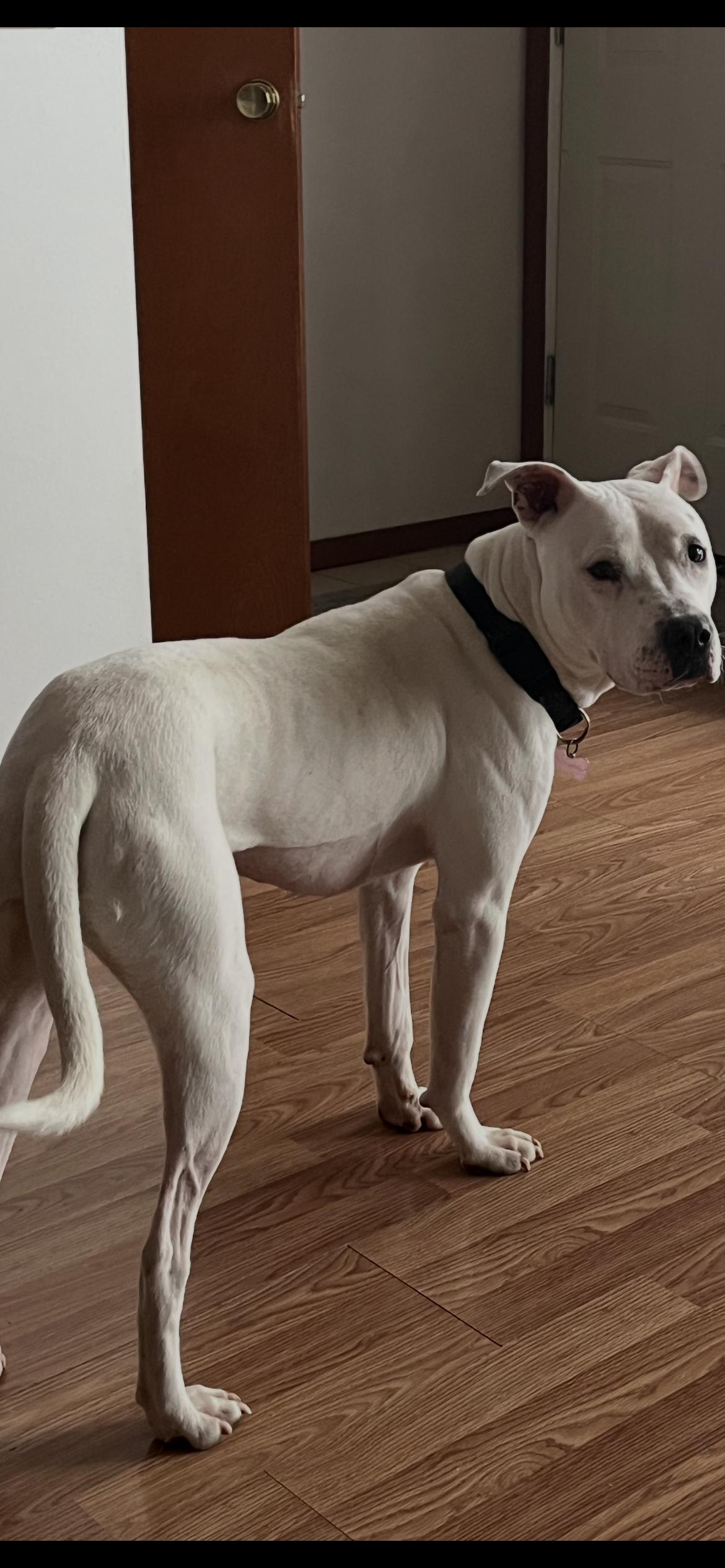 Enlarge Somali , a Adoptable mixed breed in Toledo, OH image 4/5