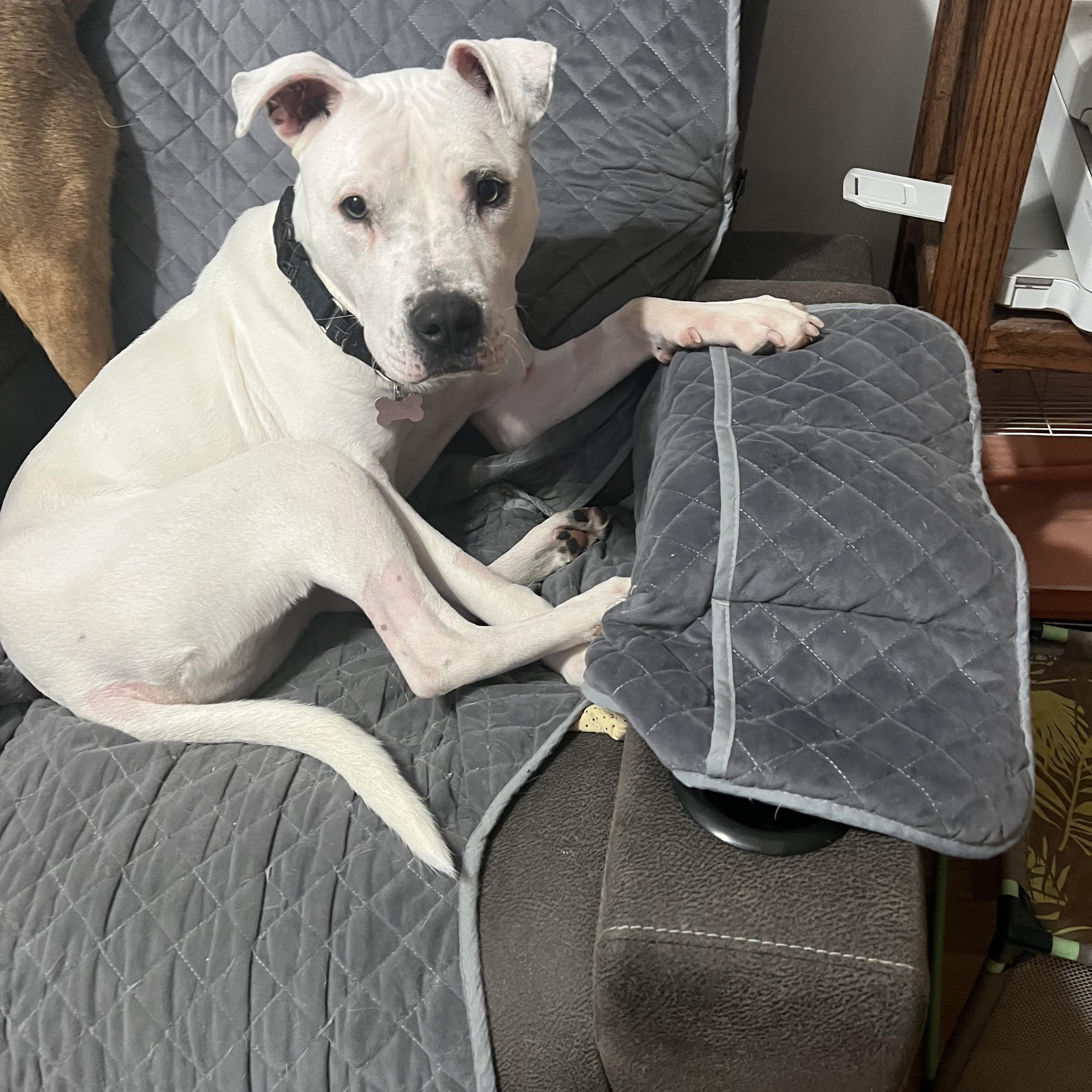 Enlarge Somali , a Adoptable mixed breed in Toledo, OH image 1/5