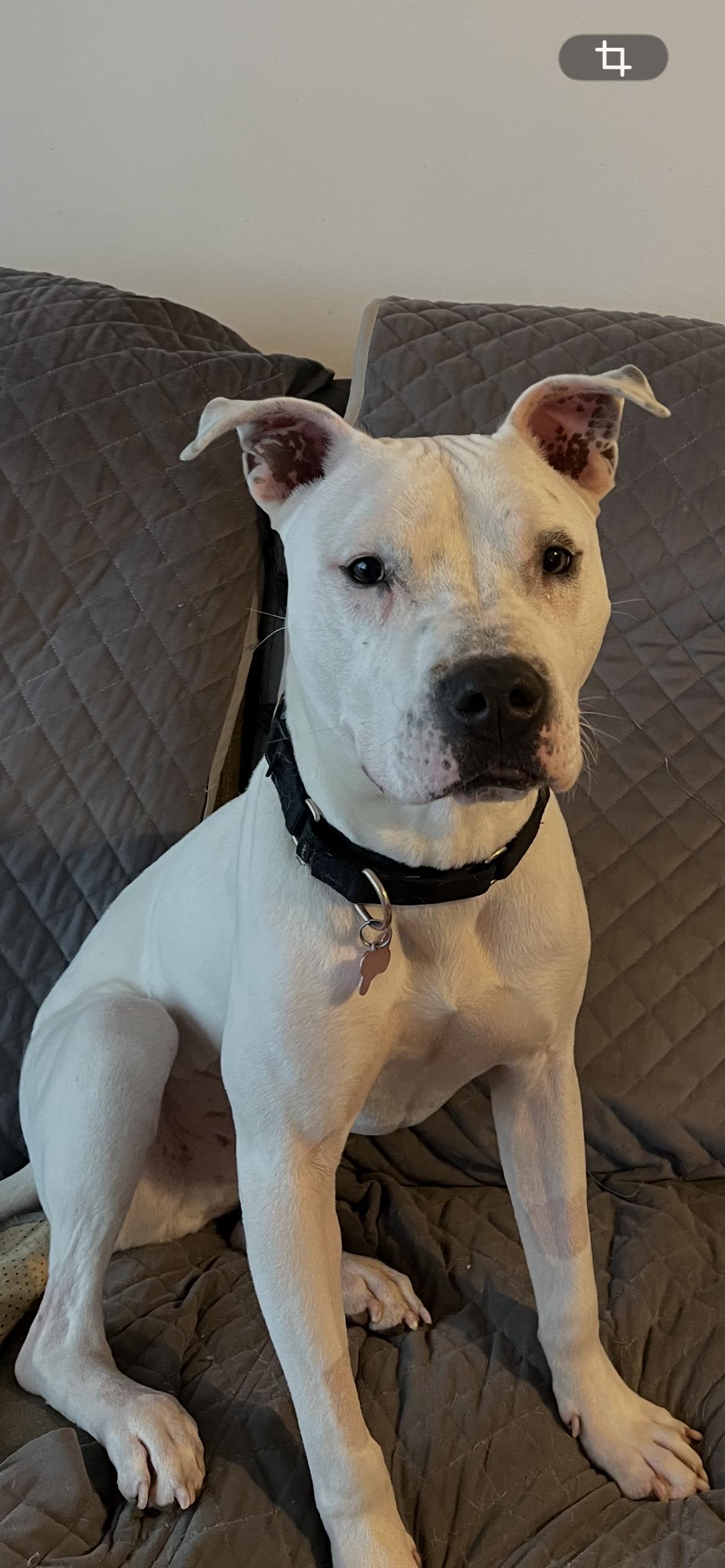 Somali , Adoptable, Adult Male American Bulldog & Dogo Argentino.