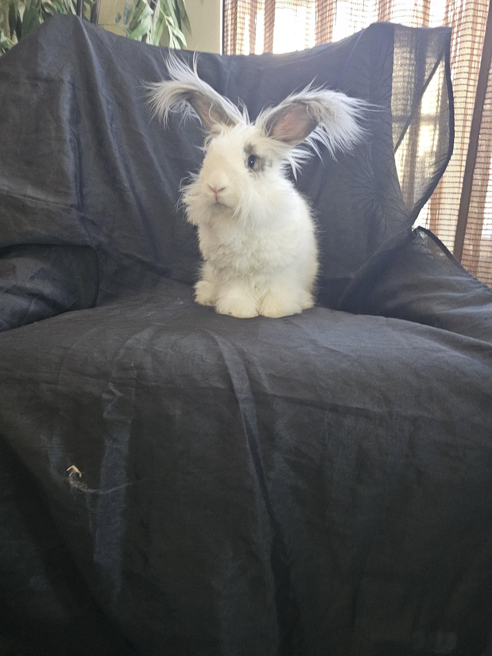 Enlarge Sebastian, a Adoptable Bunny Rabbit in Queen Creek, AZ image 1/2