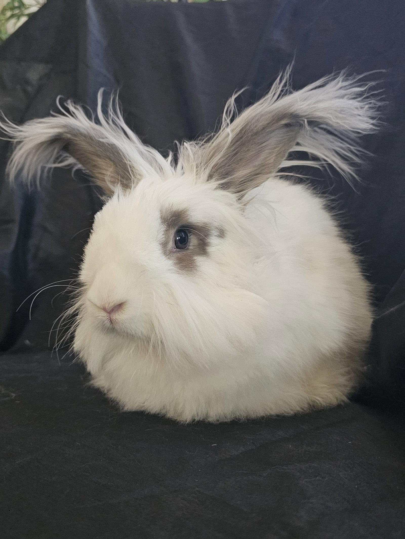Enlarge Sebastian, a Adoptable Bunny Rabbit in Queen Creek, AZ image 2/2
