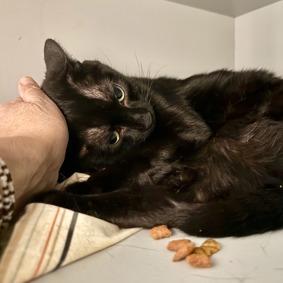 Europa, Adoptable, Adult Male Domestic Short Hair.