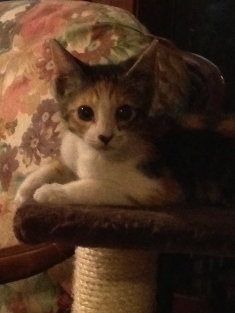 Gracie, a Adoptable Calico in Beaumont, TX image 1/6