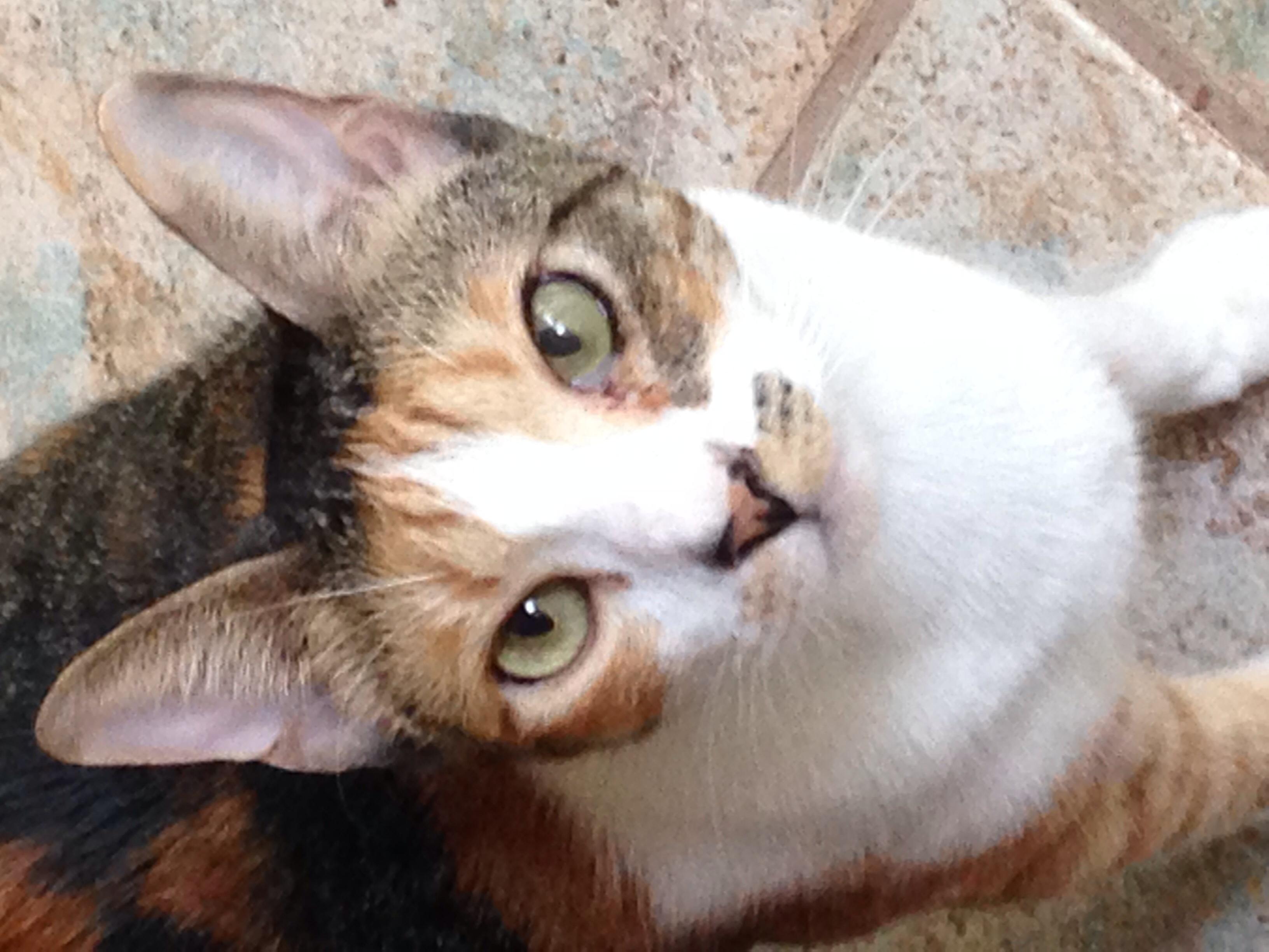 Gracie, a Adoptable Calico in Beaumont, TX image 2/6