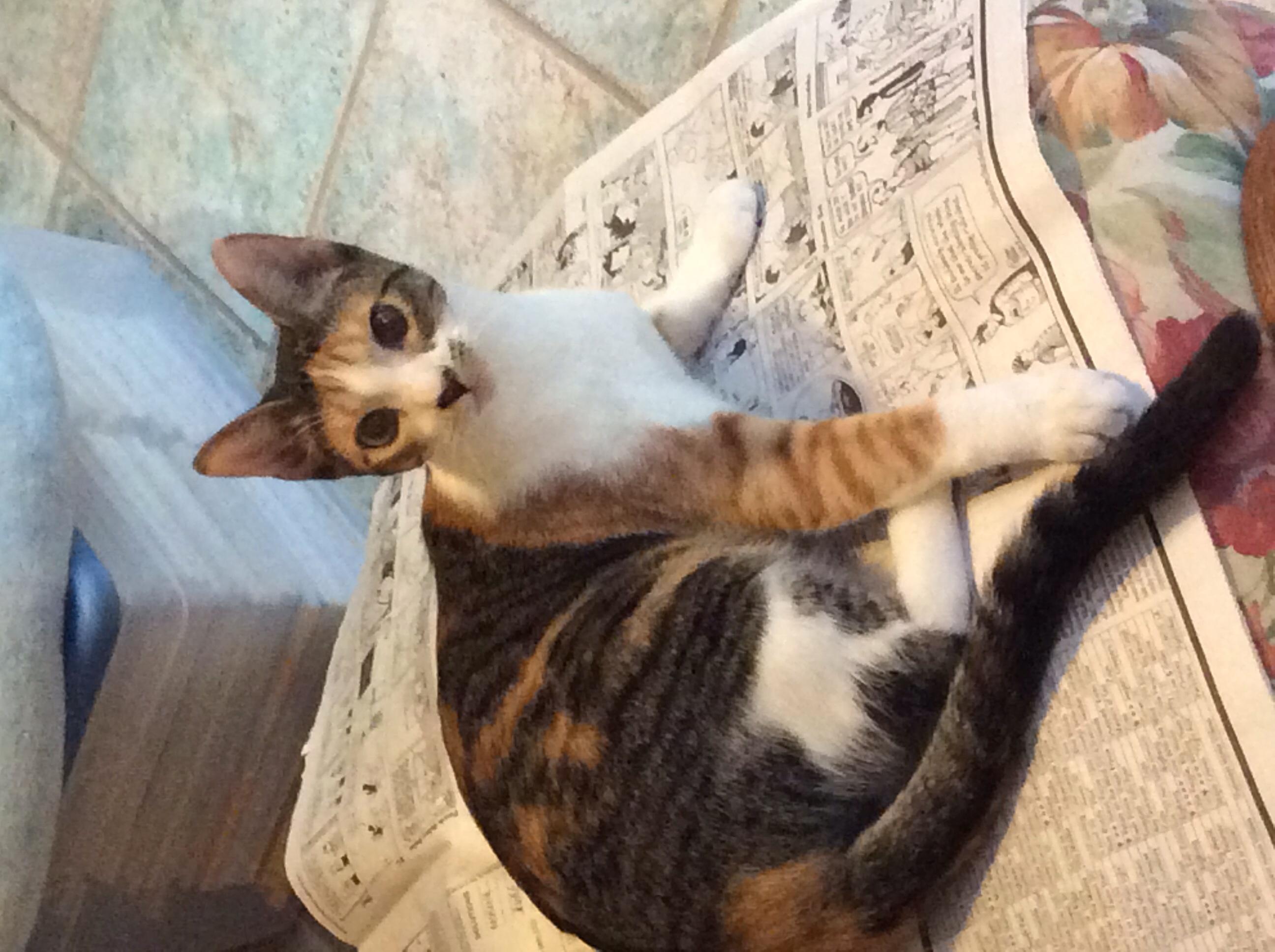 Gracie, a Adoptable Calico in Beaumont, TX image 3/6