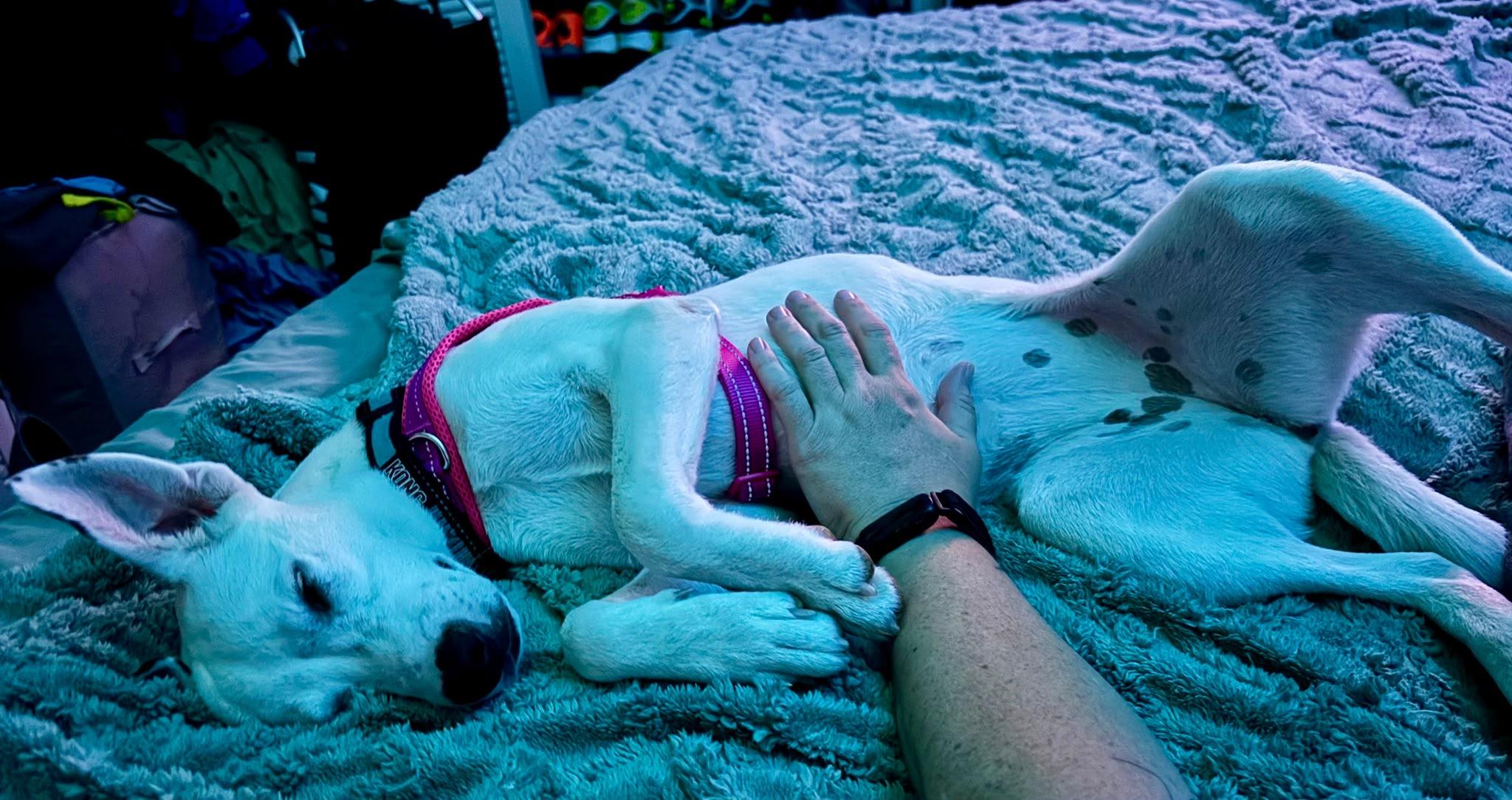 Enlarge Doce ("Doe-say"), an adopted mixed breed in Milwaukie, OR image 3/6