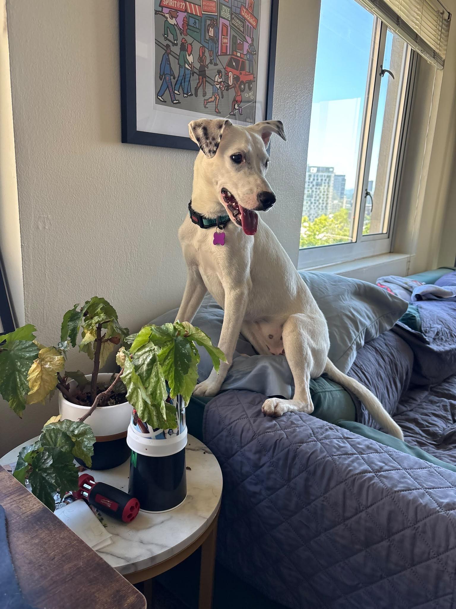 Doce ("Doe-say"), adopted, Puppy Female Yellow Labrador Retriever & Mixed Breed.