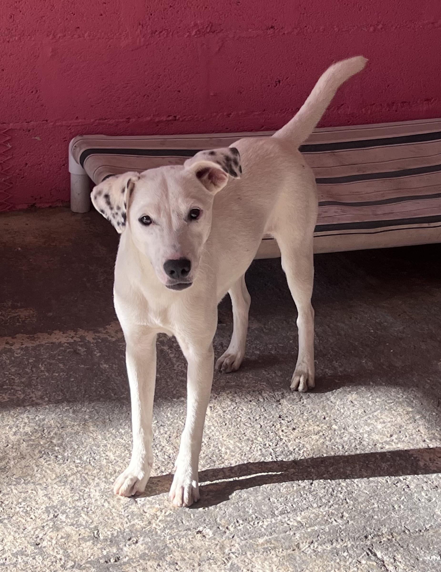 Enlarge Doce ("Doe-say"), an adopted mixed breed in Milwaukie, OR image 6/6