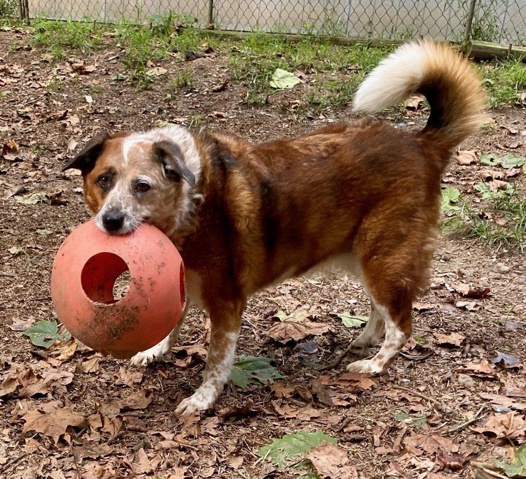 Reecie, an adoptable Australian Cattle Dog / Blue Heeler in Capon Bridge, WV, 26711 | Photo Image 1