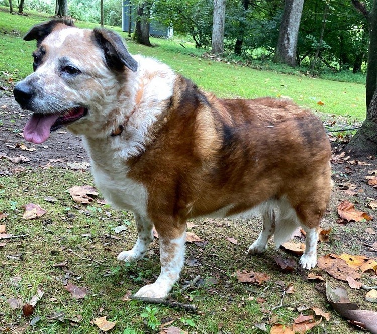 Enlarge Reecie, a Adoptable Australian Cattle Dog / Blue Heeler in Capon Bridge, WV image 2/12
