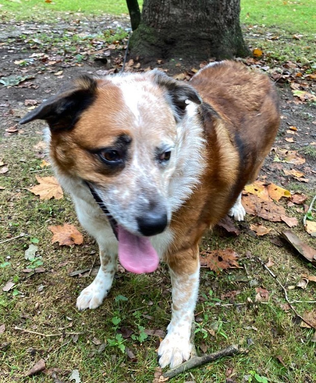 Enlarge Reecie, a Adoptable Australian Cattle Dog / Blue Heeler in Capon Bridge, WV image 4/12