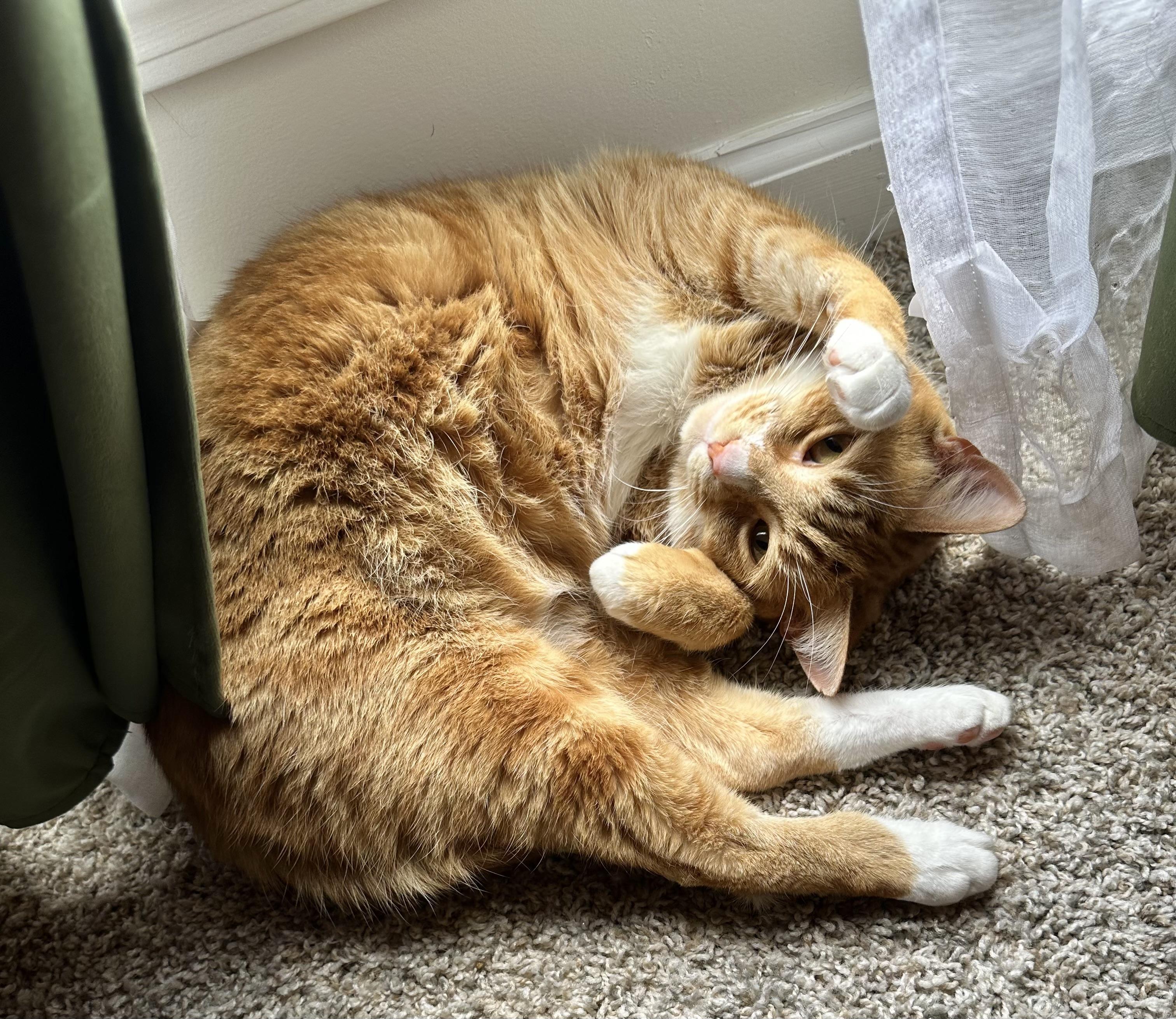 Eli (orange cat) *VIDEO* social boy , ADOPTABLE, Adult Male Domestic Short Hair.