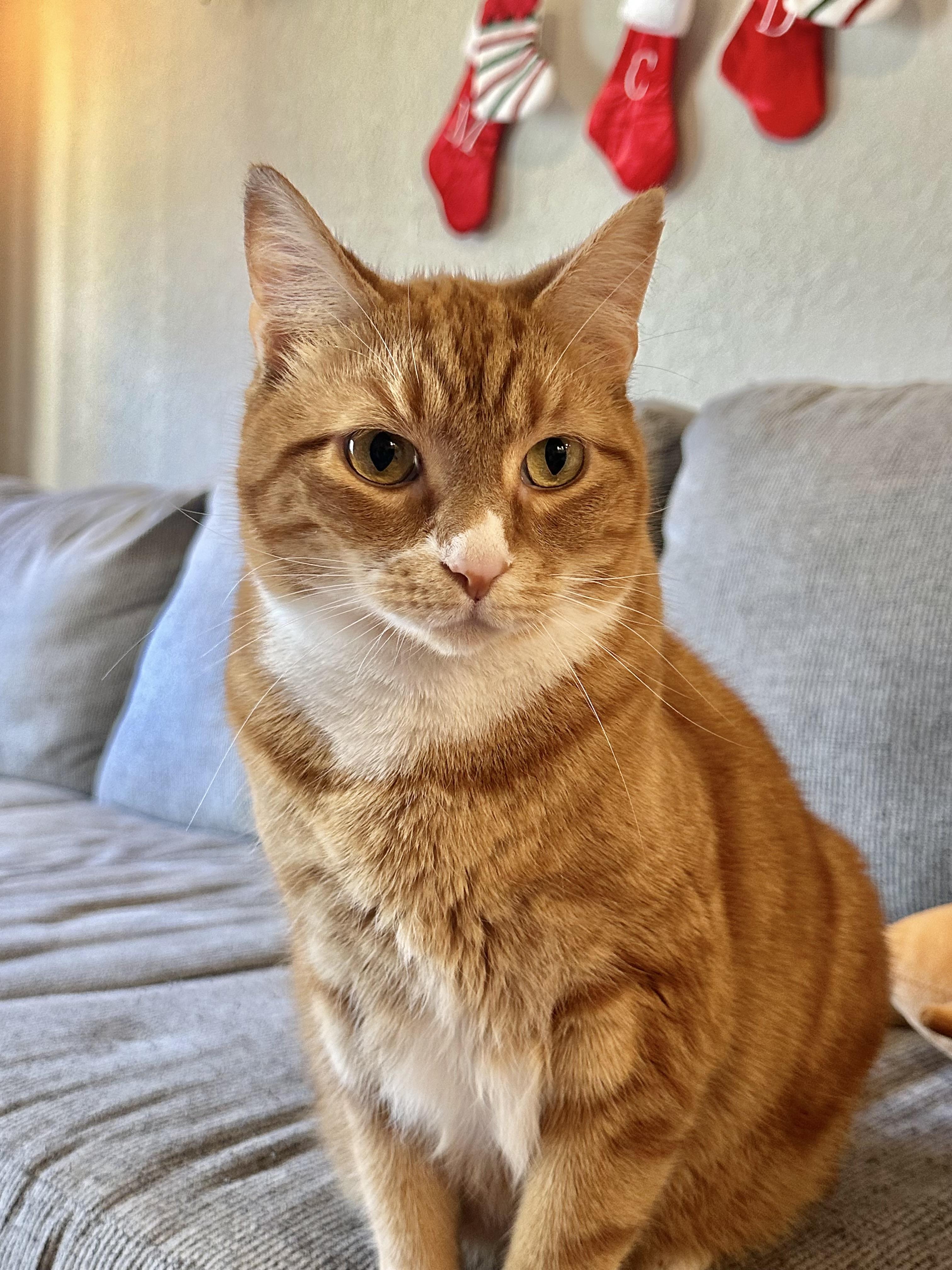 Enlarge Eli (orange cat) *VIDEO* social boy , a ADOPTABLE Domestic Short Hair in Port Orange, FL image 6/6