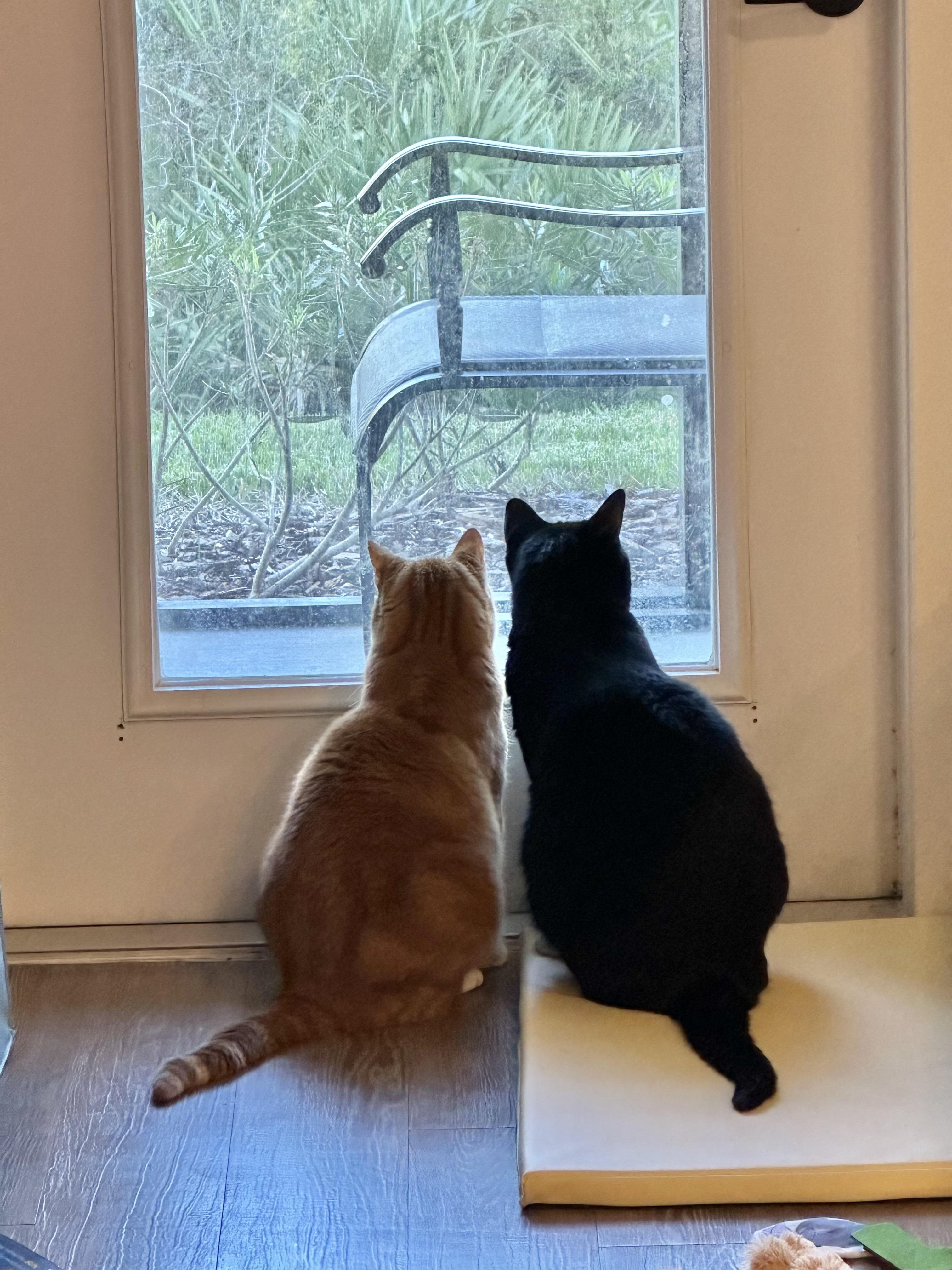 Enlarge Eli (orange cat) *VIDEO* social boy , a ADOPTABLE Domestic Short Hair in Port Orange, FL image 2/6