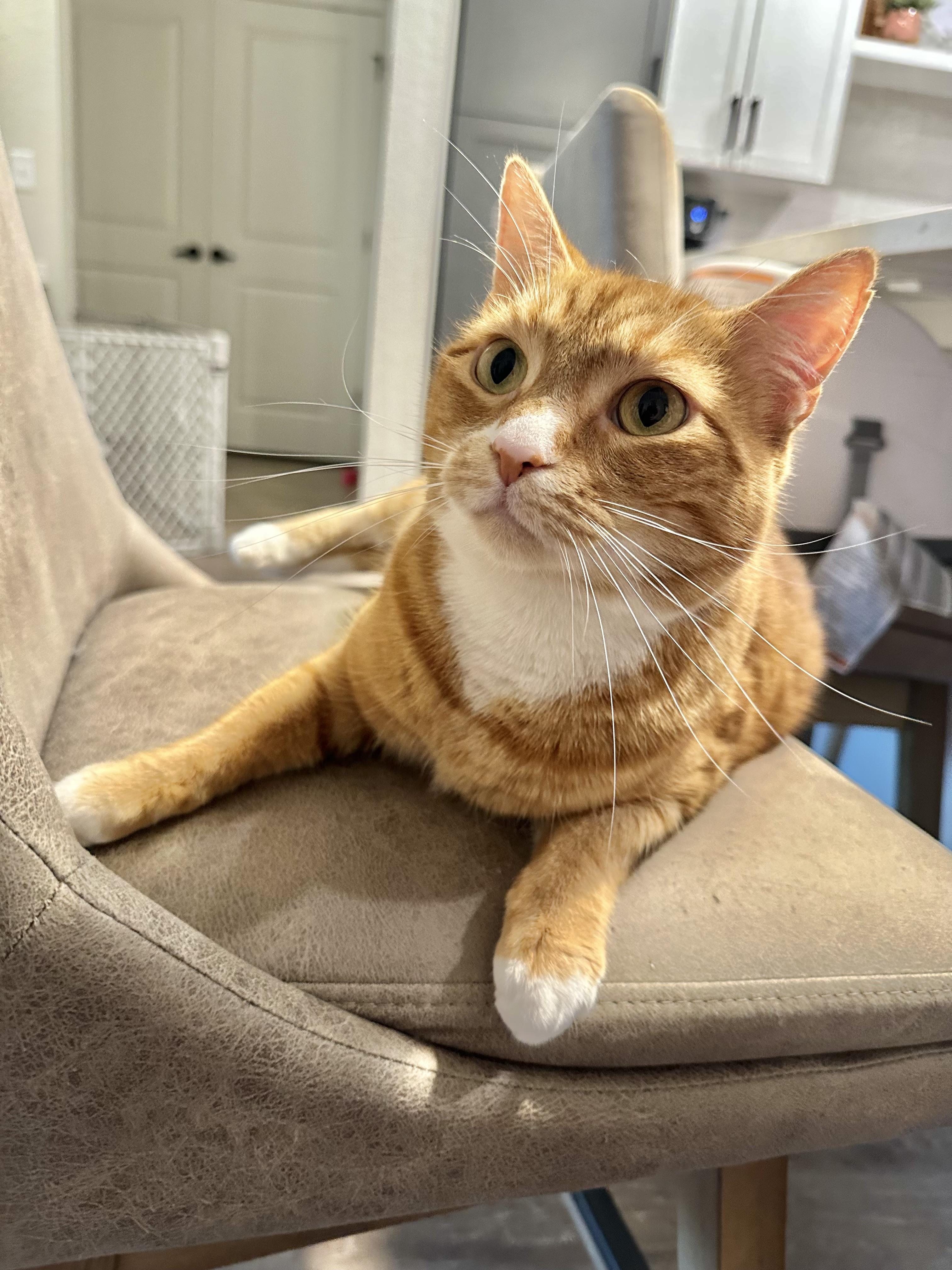 Enlarge Eli (orange cat) *VIDEO* social boy , a ADOPTABLE Domestic Short Hair in Port Orange, FL image 5/6