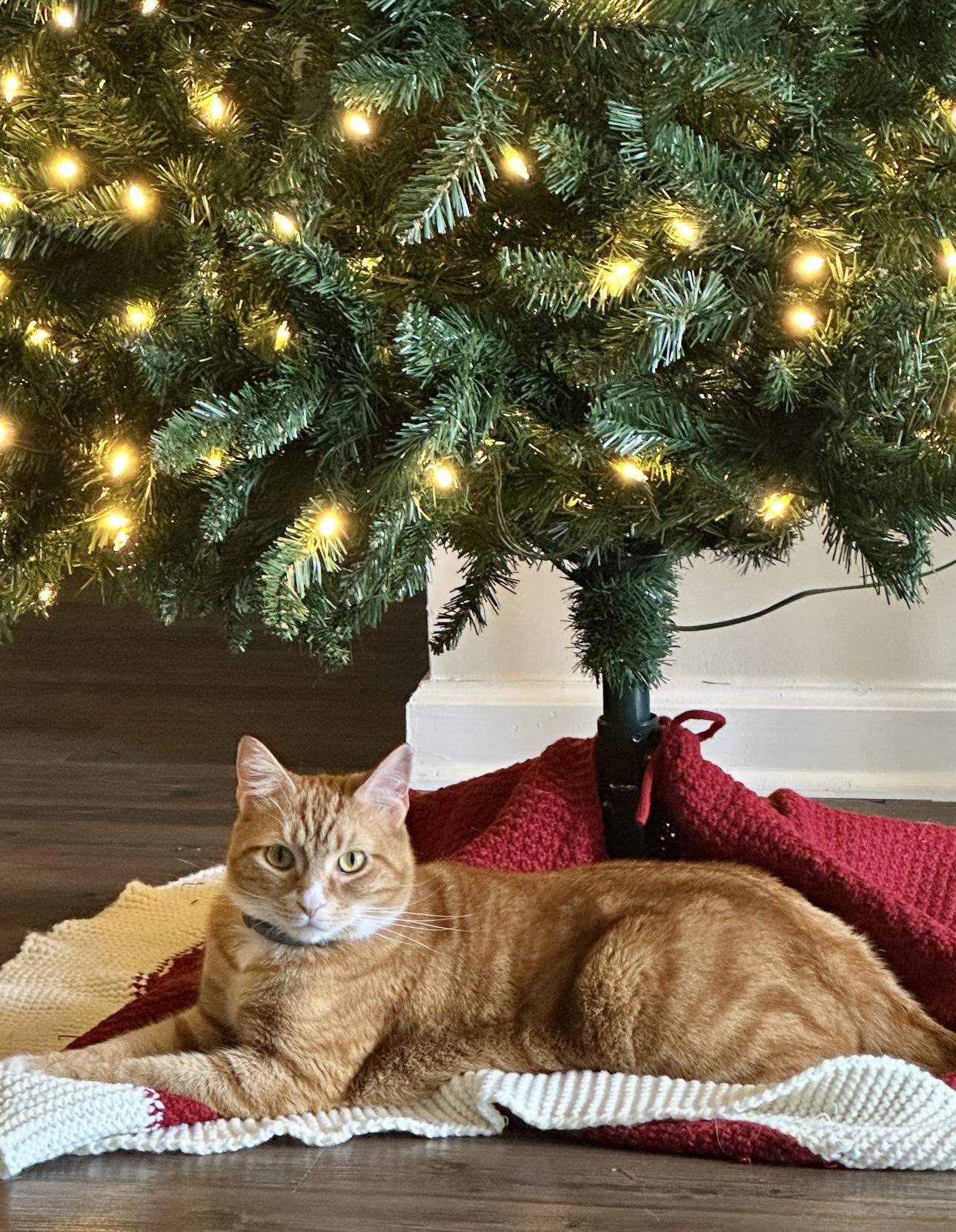 Enlarge Eli (orange cat) *VIDEO* social boy , a ADOPTABLE Domestic Short Hair in Port Orange, FL image 4/6