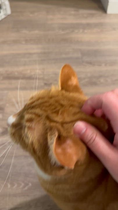 Enlarge Eli (orange cat) *VIDEO* social boy , a ADOPTABLE Domestic Short Hair in Port Orange, FL video 3/6