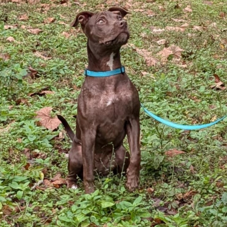 Enlarge Stella Luna, a ADOPTABLE mixed breed in Wildwood, FL image 2/6