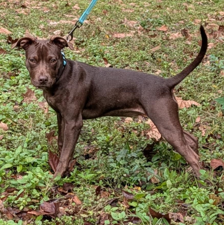 Enlarge Stella Luna, a ADOPTABLE mixed breed in Wildwood, FL image 6/6