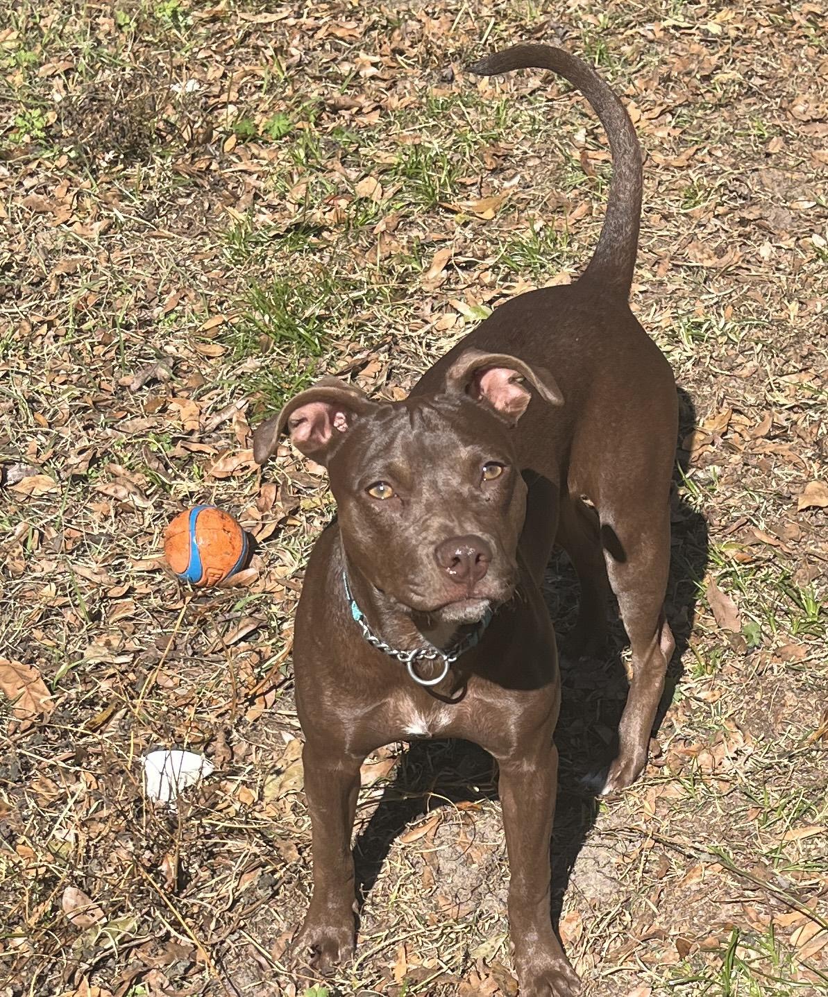 Enlarge Pixie, a ADOPTABLE Toy Manchester Terrier in Wildwood, FL image 4/6